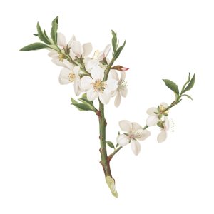Almond tree flower from Pomona Italiana illustration